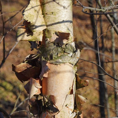 Betula nigra 'Heritage'